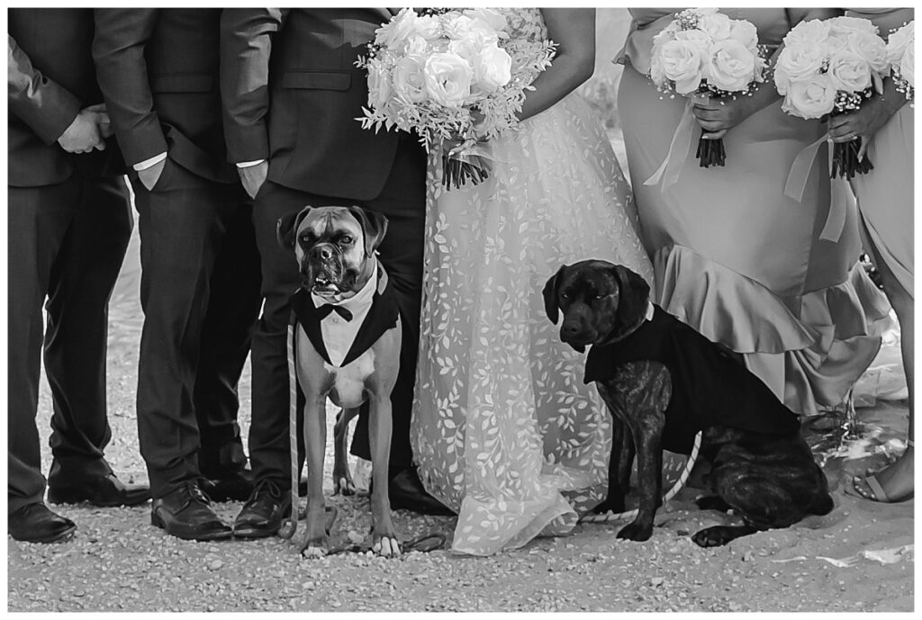 dogs on wedding day with couple LBI