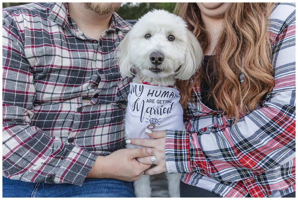white dog with a bandana that says my humans are getting married